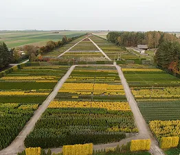 питомниковый материал производство и дистрибуция Польша фотография 07
